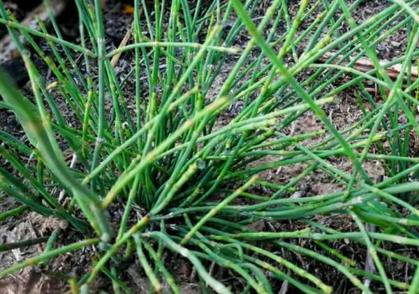 節節草是什麼?如果常用節節草泡腳,或可以解決很多問題 節節草是什麼?如果常用節節草泡腳,或可以解決很多問題