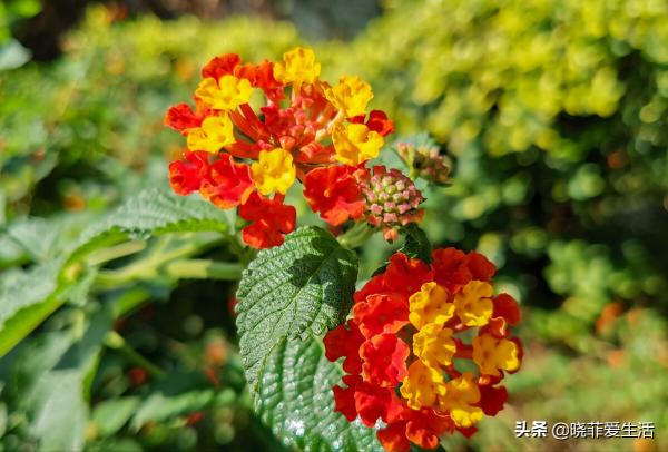 認識10種漂亮的“有毒花”，漲見識，避免傷害