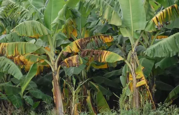 枯萎病、根腐病、黃萎病、青枯病&hellip;病害等該怎麼防治