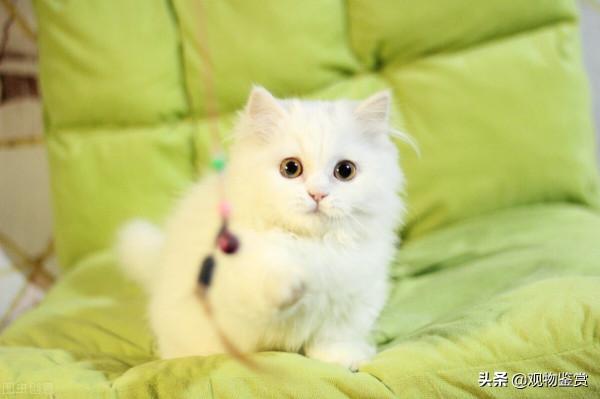 拿破崙貓為什麼叫拿破崙貓,拿破崙貓是什麼貓 拿破崙貓為什麼叫拿破崙貓,拿破崙貓是什麼貓