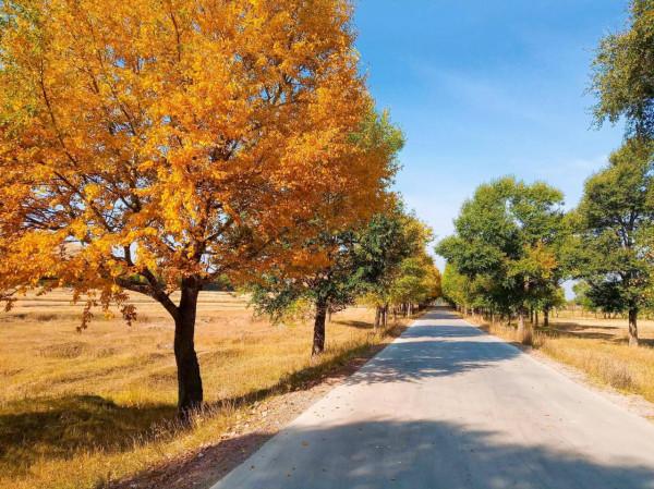 滿目金黃，又想壩上草原了（二）