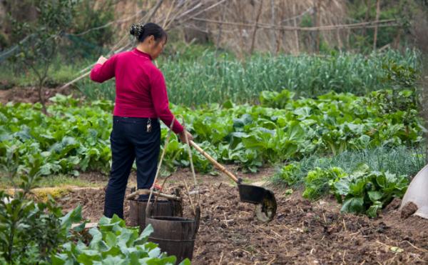 美國人民真奢侈：每天用大量美元做肥料種蔬菜，打造百萬有機農場