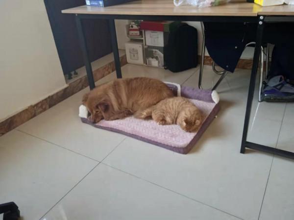 因為一個虐貓影片，我想聊聊我的工作和倒閉的收容所