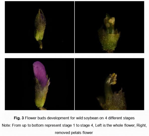 轉基因大豆與不同野生大豆種群的親和性研究