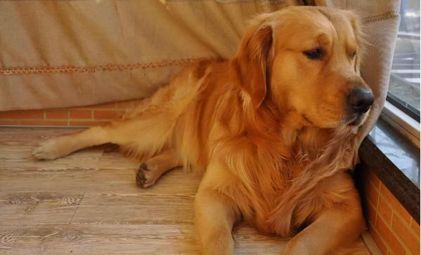 謹記！飼養&OpenCurlyDoubleQuote;金毛犬&rdquo;，這6件事&OpenCurlyDoubleQuote;不可做&rdquo;