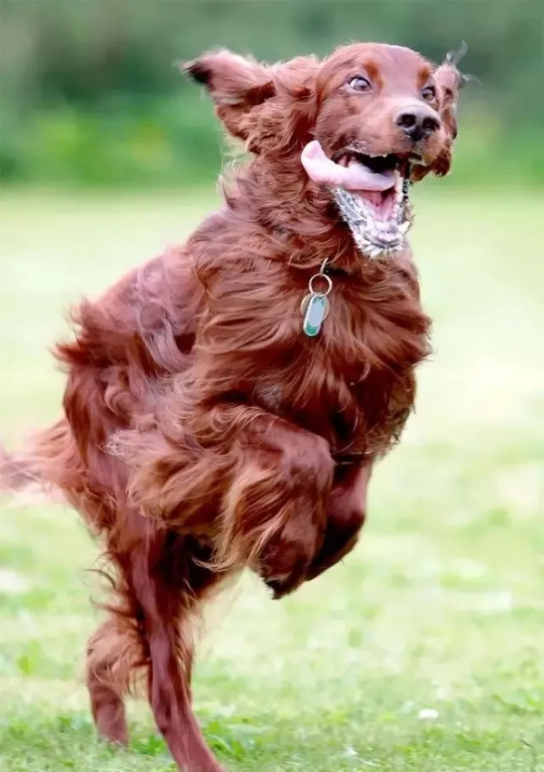 狗狗看了想暗殺主人的照片（閱後即焚）