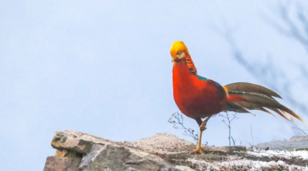 山西鳥類圖鑑|紅腹錦雞 山西鳥類圖鑑|紅腹錦雞