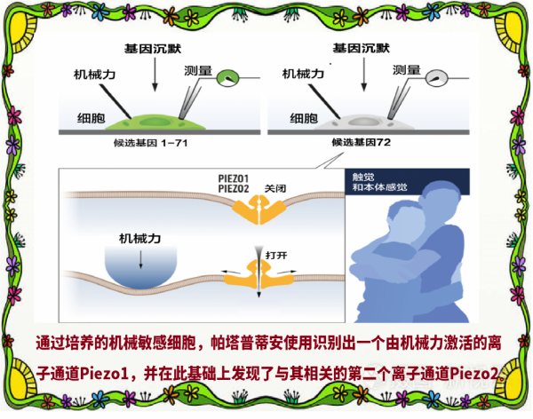 我們如何感知世界？——2021年諾貝爾生理學或醫學獎解讀（3）