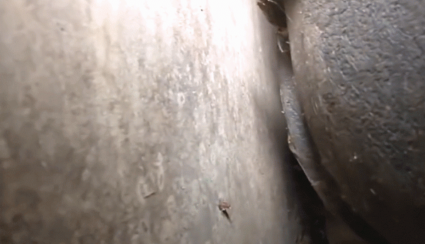 “我養了8年的奶牛貓，只見過它一面！”