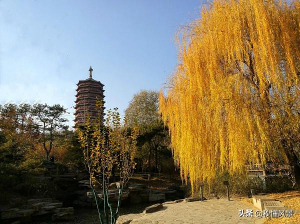 北京遛娃拍照賞秋的好去處，比香山人少，不要門票卻少有遊客知道