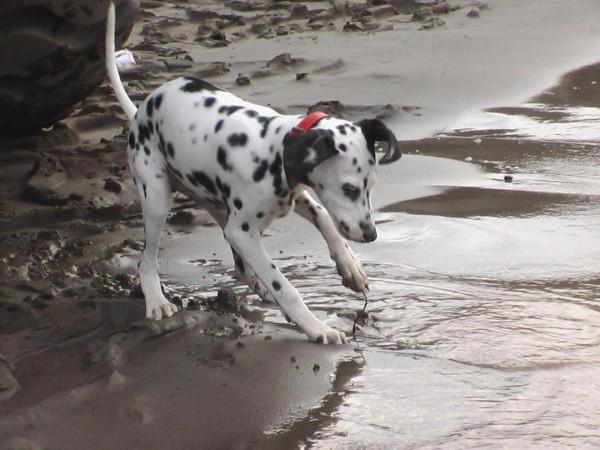 我作為一個非常愛狗的人,為什麼再也不養狗了 我作為一個非常愛狗的人,為什麼再也不養狗了