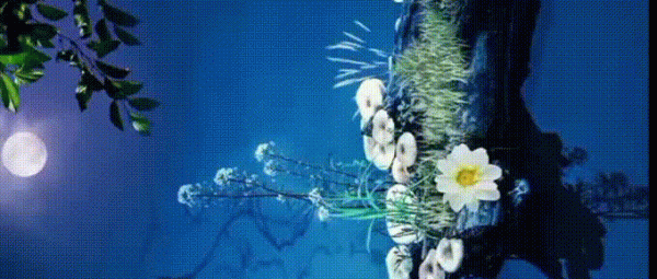 什麼花草的驅蚊效果好? 什麼花草的驅蚊效果好?