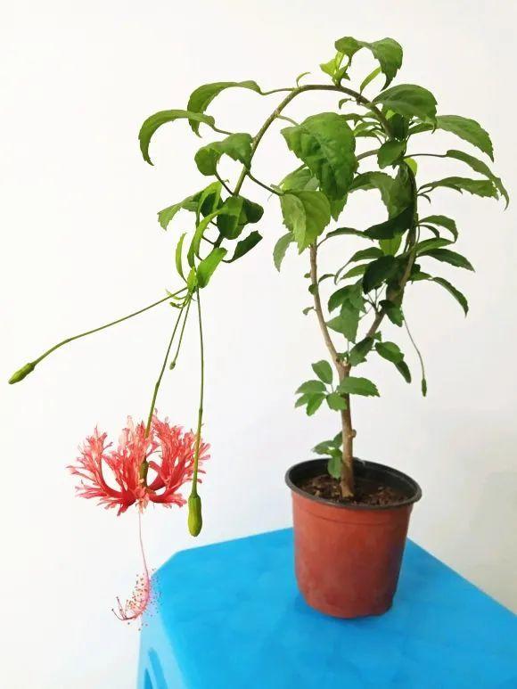 1種花俗稱“搖錢樹”,滿盆長滿小元寶,大吉大利,好看吉祥 1種花俗稱“搖錢樹”,滿盆長滿小元寶,大吉大利,好看吉祥