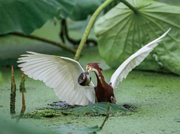 林草科普|烏江：一條喀斯特河流的美麗與豐饒