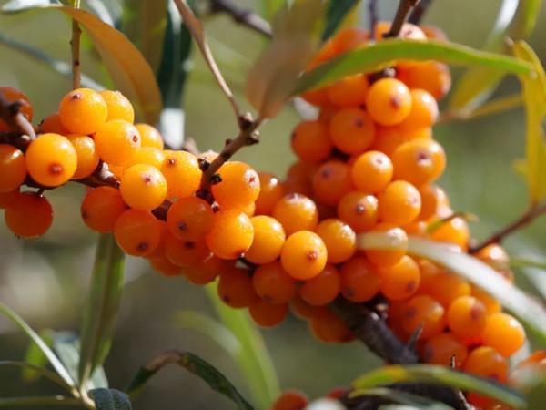 山丹:“沙棘果果”醉深秋 山丹:“沙棘果果”醉深秋