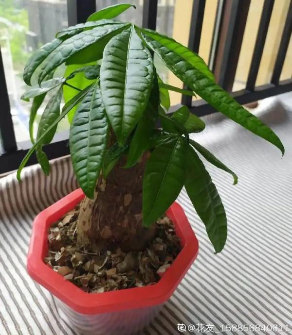 注意!花盆要是太深,養花要注意,很容易爛根 注意!花盆要是太深,養花要注意,很容易爛根