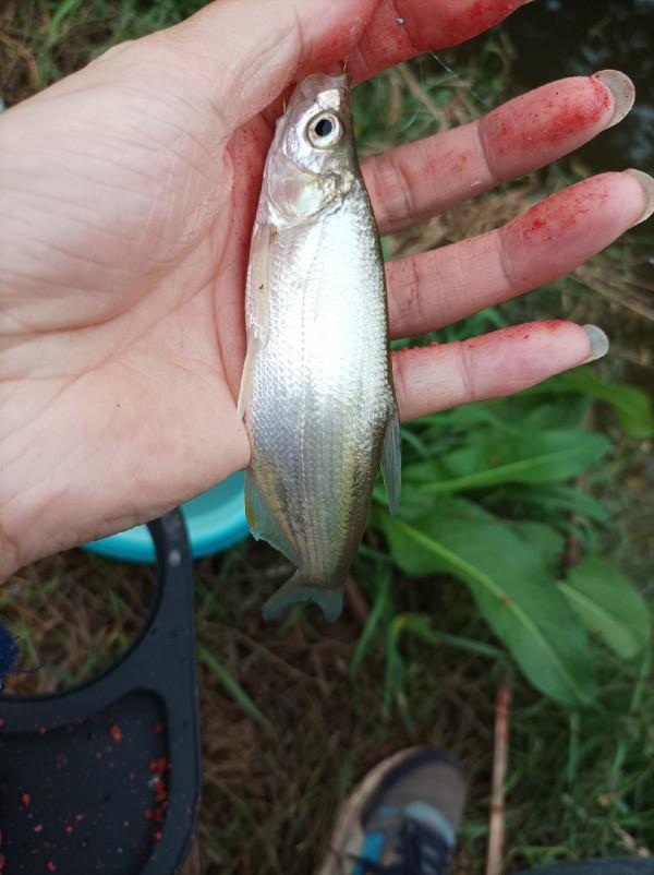 沒有大板鯽，結果被當做免費的供血泵