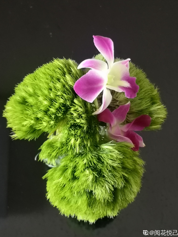 最近流行的簡約風綠色，這3種植物，納涼經典又好養