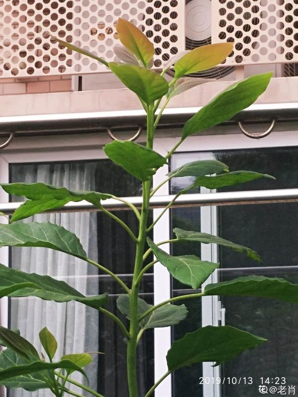 1粒種子幾塊錢，掌握6個養護方法，結出的果實可達幾百塊