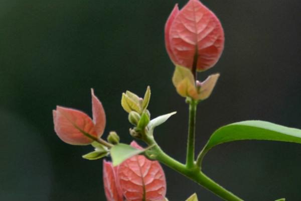 你家三角梅不開花,用了這3招,花開滿枝條 你家三角梅不開花,用了這3招,花開滿枝條