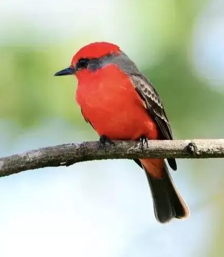 分享圖片——可愛的唐納鳥