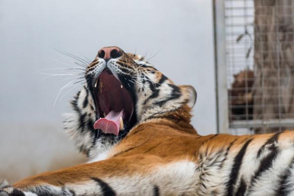 多地野豬成災，動物園卻有很多華南虎，能不能放老虎去捕捉野豬？