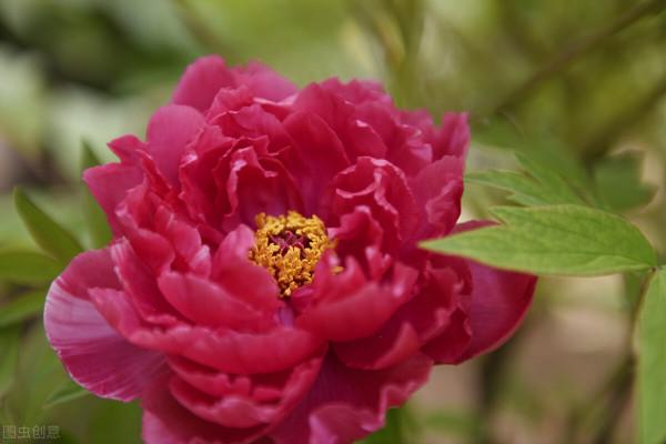 美麗迷人的景色，牡丹，國色天香，讓人陶醉，不知歸路