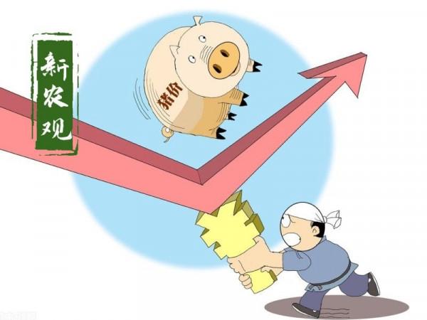 豬價突然回漲，玉米繼續下跌！有2個“變化”要注意了