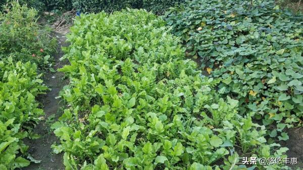 爺爺的兩分田 爺爺的兩分田