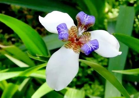 分享：千奇百堅、多姿多彩奪目的奇花，愛上了