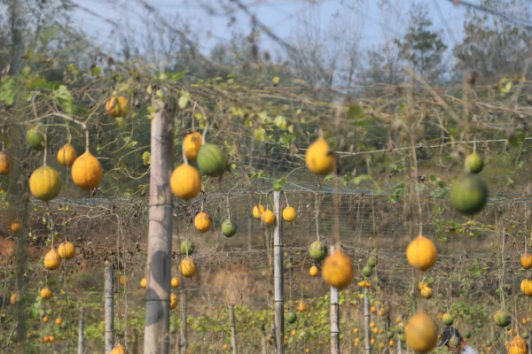 小小瓜蔞 致富大產業 小小瓜蔞 致富大產業