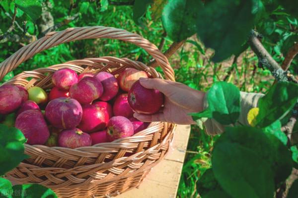 為什麼蘋果可以幫助減肥？