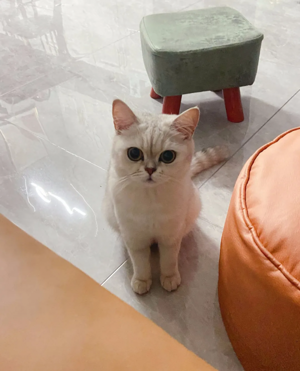 在快要抑鬱的時候，我養了只小貓