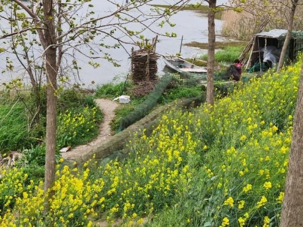 黃花錦簇白馬湖