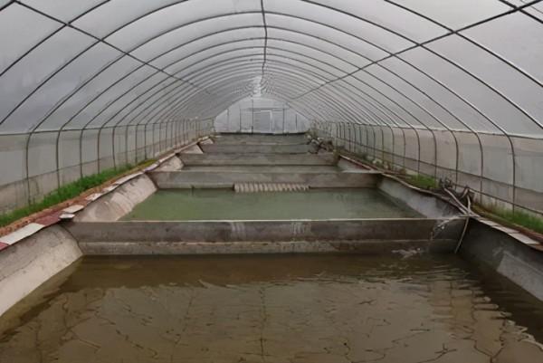 姚志剛:不到兩萬元入行,養龜鱉絕地翻身,年賣甲魚達千萬元 姚志剛:不到兩萬元入行,養龜鱉絕地翻身,年賣甲魚達千萬元