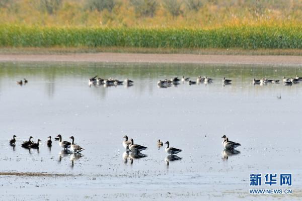 甘肅高臺:候鳥翔集黑河溼地 甘肅高臺:候鳥翔集黑河溼地
