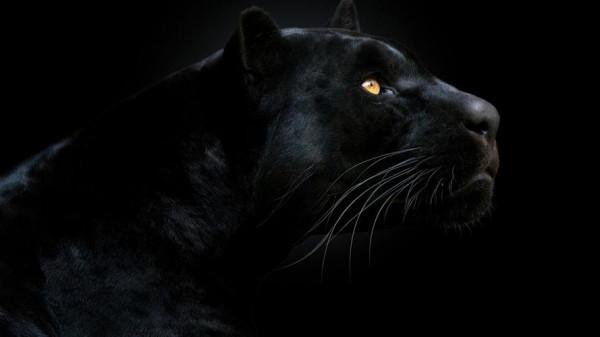 盤點八種昂貴的&OpenCurlyDoubleQuote;黑色神獸&rdquo;，黑雞也能價值一套房？黑虎僅剩6只