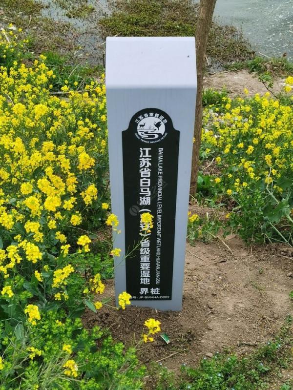 黃花錦簇白馬湖