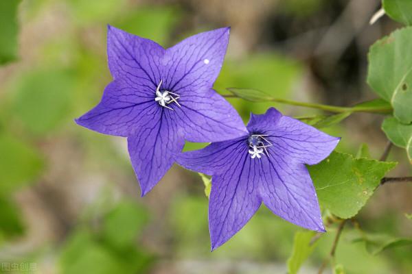 30種藍色的花卉裡面,你見過的有多少種? 30種藍色的花卉裡面,你見過的有多少種?