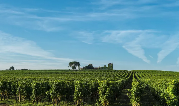萊斯古堡:拉菲旗下蘇玳一級莊 萊斯古堡:拉菲旗下蘇玳一級莊
