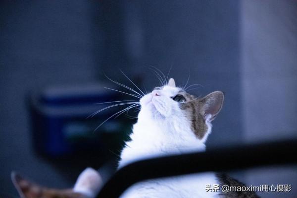 寵物秋日活動活動筋骨 寵物秋日活動活動筋骨