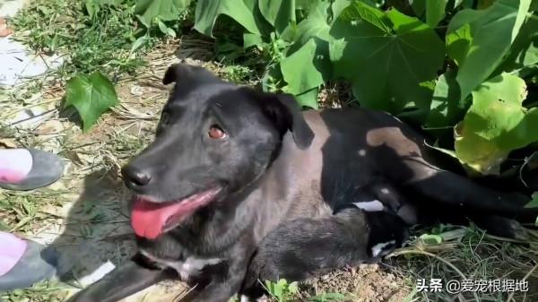 幼犬接連離世後,狗媽媽為了給小狗找好歸宿,主動帶人類去看孩子 幼犬接連離世後,狗媽媽為了給小狗找好歸宿,主動帶人類去看孩子