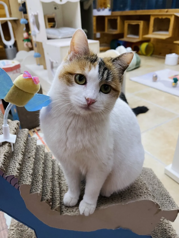 小貓咪的名字真的不能亂起