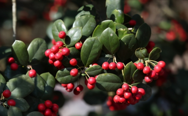 湖南小夥返鄉創業，種出身價十五萬的&quot;富貴樹&quot;，一年賣出800多萬