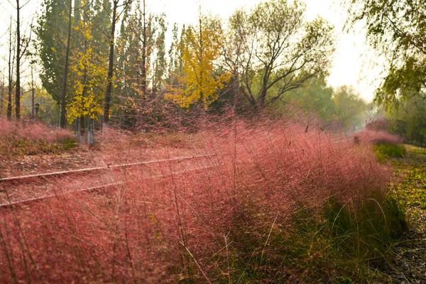 獨一無二！公園裡也能跑火車！京西這處免費的森林公園，值得玩