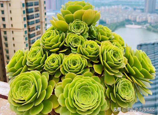 4個月前入手的多肉綠羊絨，現在還無精打采的？原因可能是沒長根