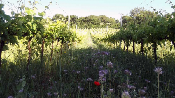 酒莊科普 | 尊崇天然有機的「Raina酒莊」