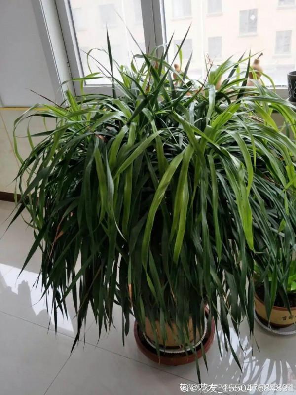 客廳養好樹，子孫一直富，8種樹養在家，鎮宅有安全感