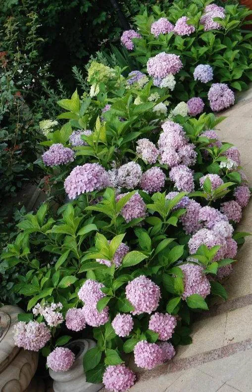 東北花友走遍歐洲著名花園,回國後建了座四季有花的北方花園 東北花友走遍歐洲著名花園,回國後建了座四季有花的北方花園