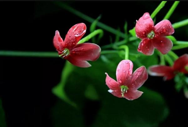 歷險篇:四君子花!狠心爺爺為何讓饞嘴孫子試嘗百草?好吃不記疼 歷險篇:四君子花!狠心爺爺為何讓饞嘴孫子試嘗百草?好吃不記疼